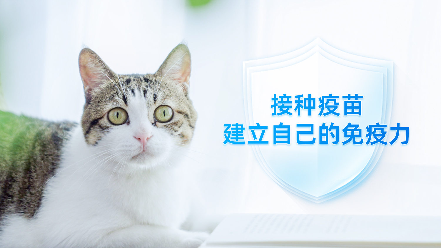 光廠_24380989_貓咪和書本，窗邊的小貓(1).mp4_20240828_095437